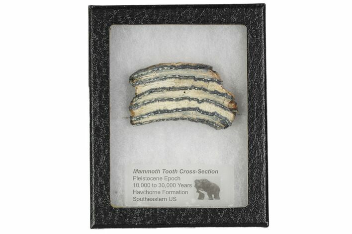 Mammoth Molar Slice With Case - South Carolina #106488